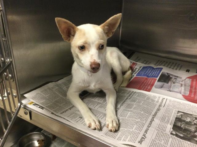 Charollete, a Chihuahua, available for adoption