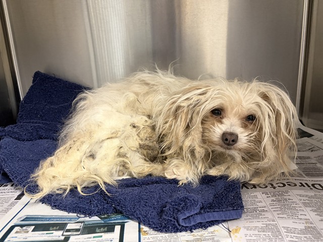 A5790661, a Maltese, available for adoption