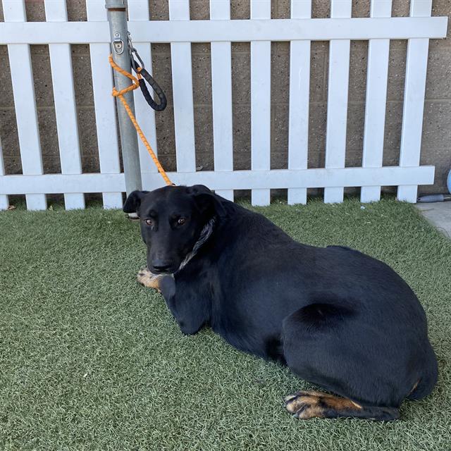 Ringo, a Rottweiler, available for adoption