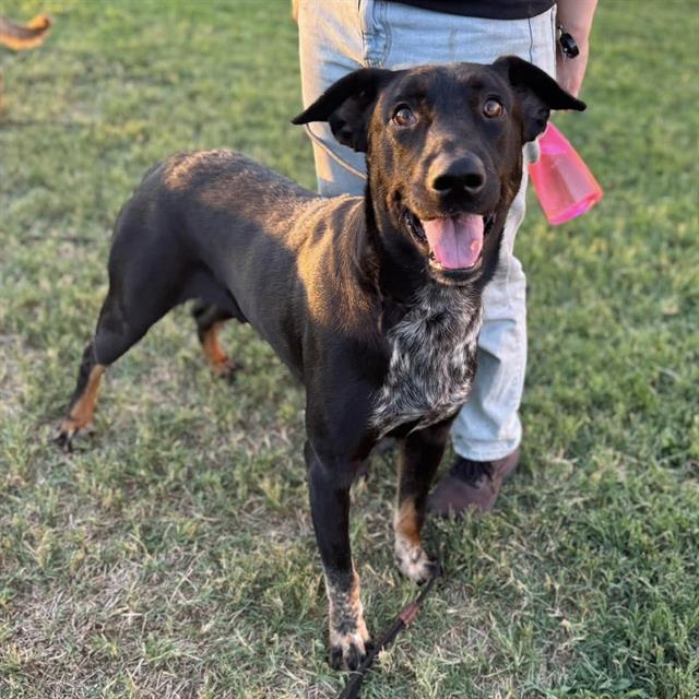 Ringo, a Rottweiler, available for adoption