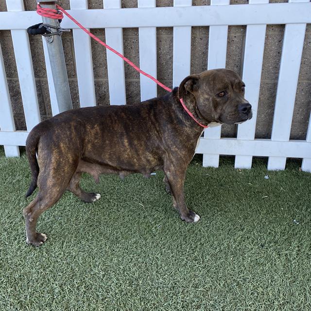 Kira, a Pit Bull Terrier, available for adoption