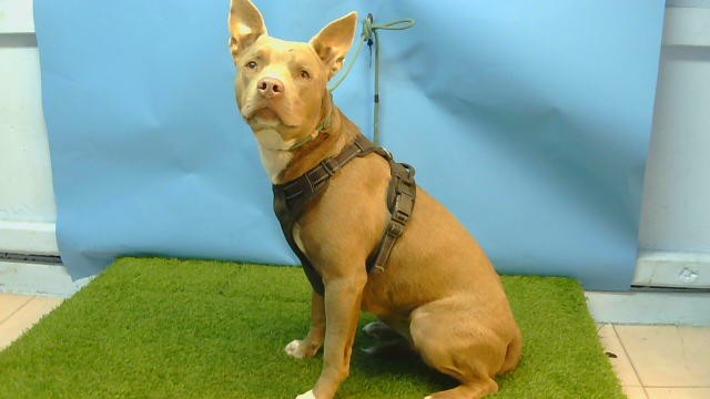 A5790902, a Pit Bull Terrier, available for adoption
