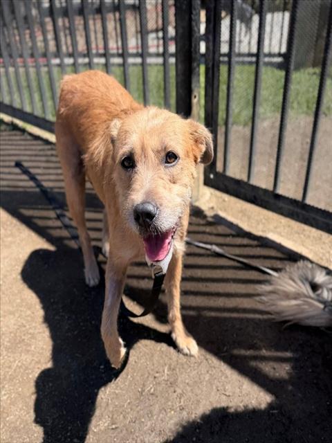 Buttercup, a Terrier (mix breed), available for adoption