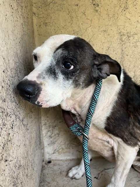 A478578, a American Staffordshire Terrier, available for adoption