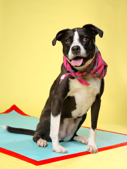 Lily, a American Staffordshire Terrier, available for adoption