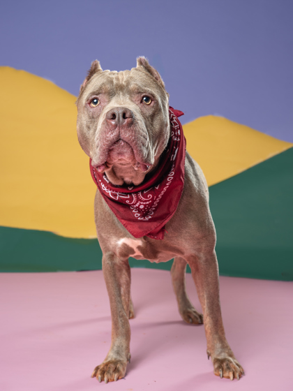 Ranch Ranger, a American Bulldog, available for adoption