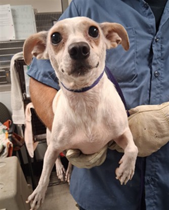 Mary, a Chihuahua, available for adoption