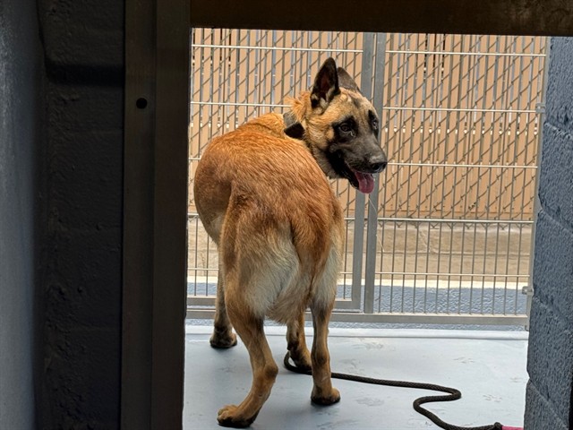 Rangler, a Belgian Shepherd Malinois, available for adoption