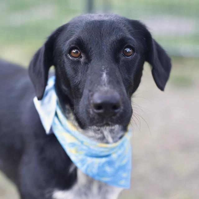 Star, a Hound (mix breed), available for adoption