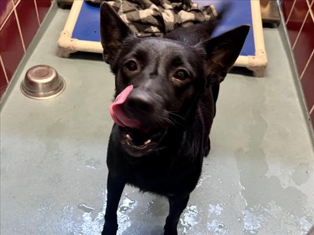 Layla, a Australian Kelpie (mix breed), available for adoption