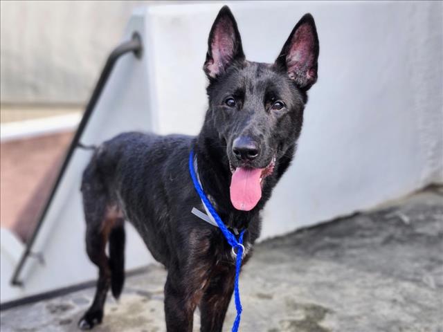 Calypso, a Dutch Shepherd (mix breed), available for adoption