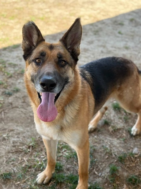 Willis, a German Shepherd, available for adoption