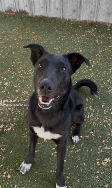Piper, a Labrador Retriever, available for adoption
