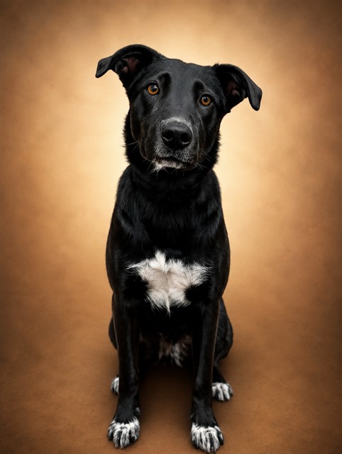 Adoptable pet photo