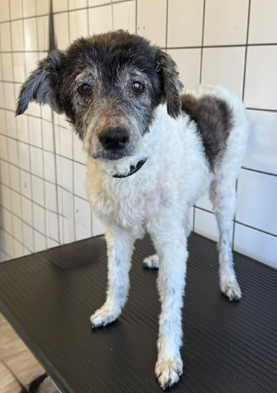 Ozzy, a Poodle, available for adoption