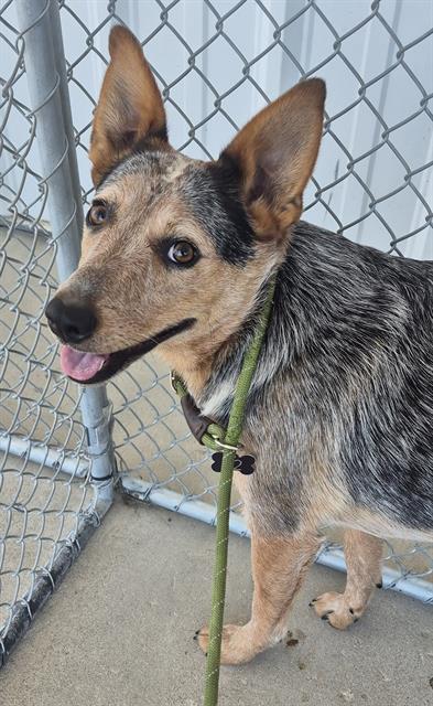 Adoptable pet photo