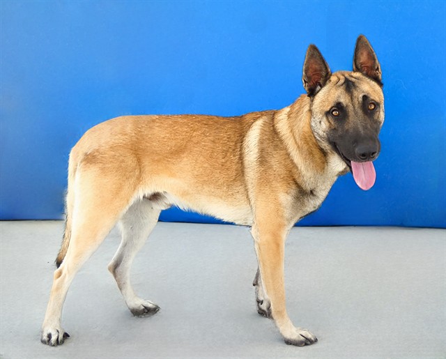 Adoptable pet photo