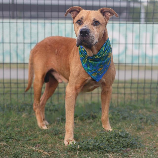 Adoptable pet photo