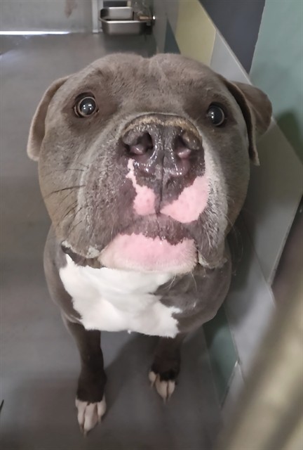 Adoptable pet photo