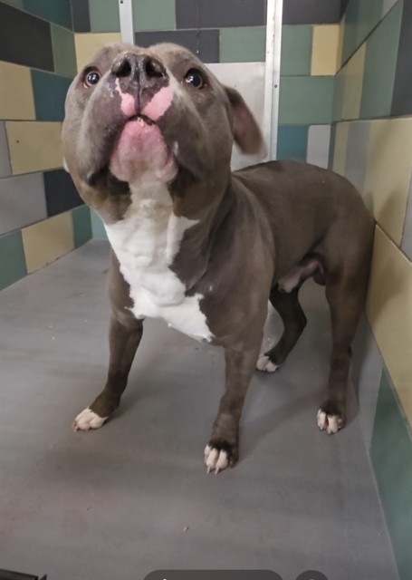 Other Photos of thie Dog