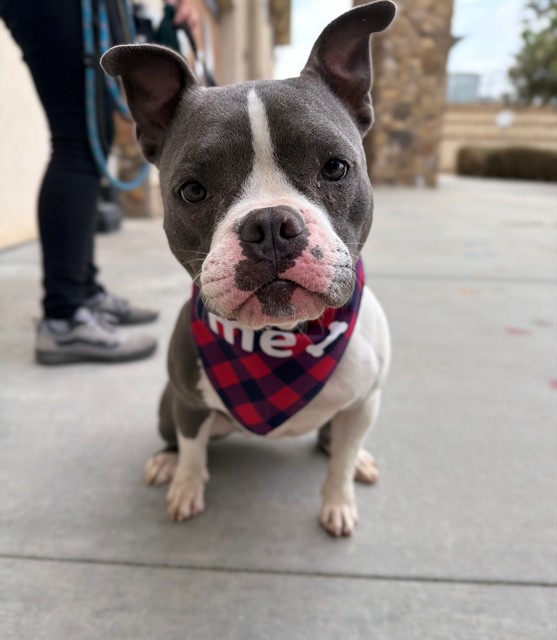 Adoptable pet photo
