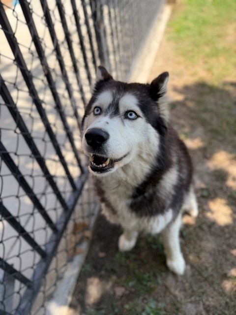 Adoptable pet photo