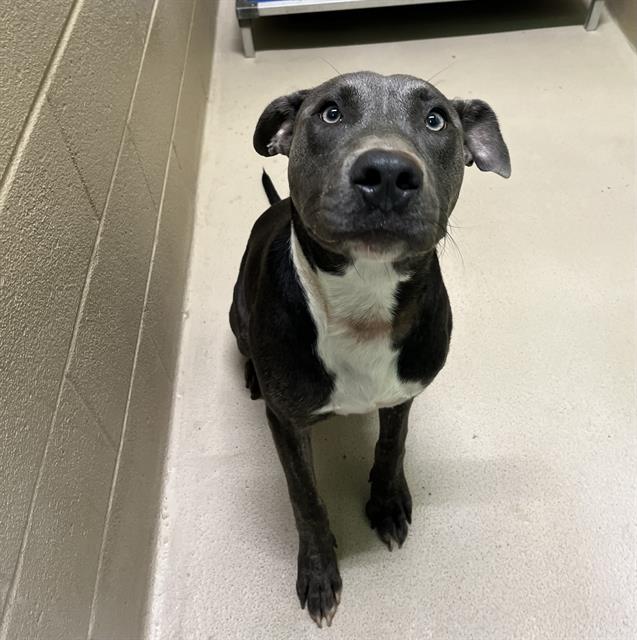 Rocky, a Pit Bull Terrier (mix breed), available for adoption