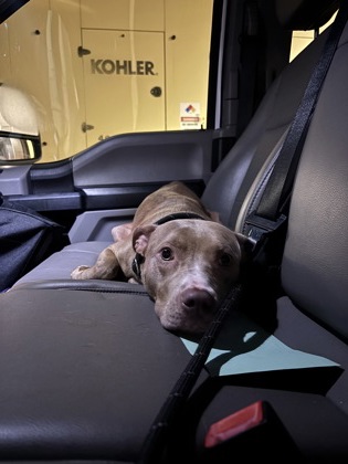 Bleu Girl, a Pit Bull Terrier (mix breed), available for adoption