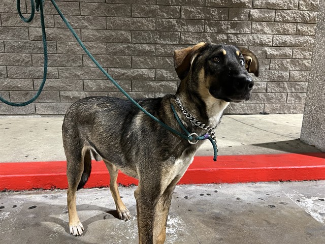 Heath, a German Shepherd, available for adoption