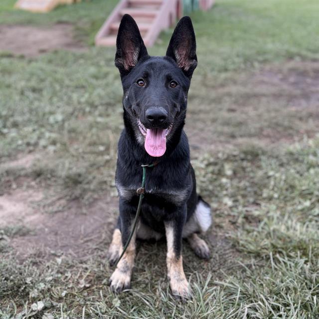Fresa, a German Shepherd, available for adoption