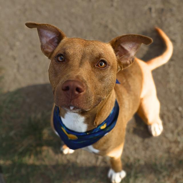 Boba, a American Staffordshire Terrier (mix breed), available for adoption