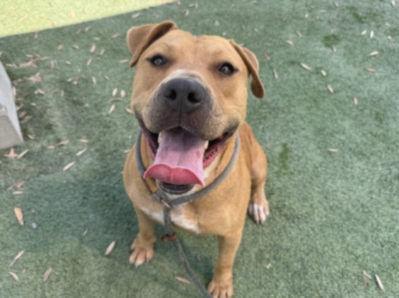 Mr Lee, a American Staffordshire Terrier, available for adoption