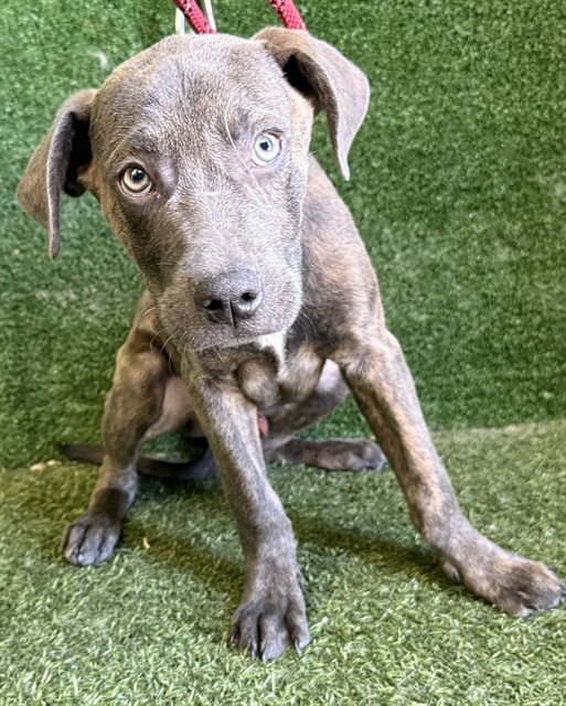 Comet, a Pit Bull Terrier, available for adoption