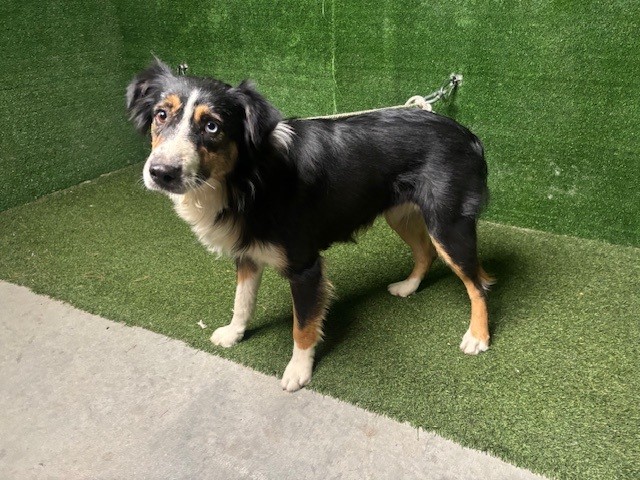 A5798816, a Australian Shepherd, available for adoption