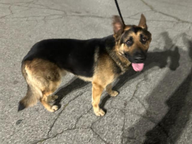 Max, a German Shepherd, available for adoption