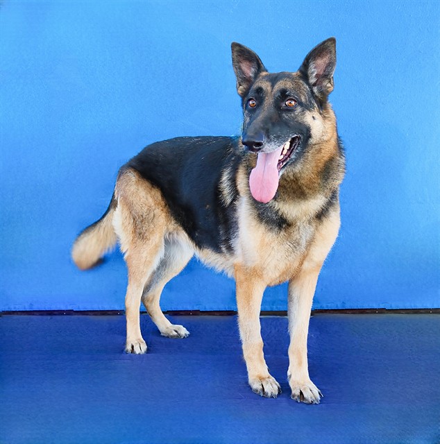 Max, a German Shepherd, available for adoption