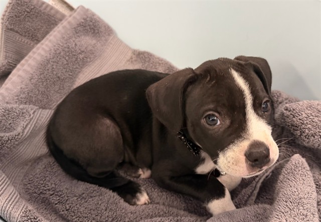 A5798694, a Pit Bull Terrier, available for adoption