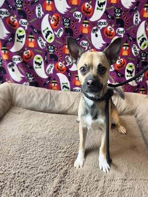 Freedom, a Chihuahua, available for adoption