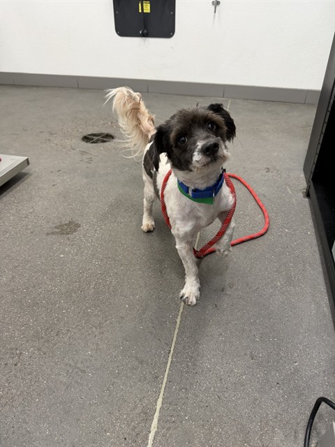 Gingham, a Lhasa Apso (mix breed), available for adoption