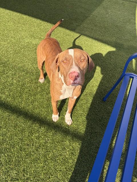 Smith, a Pit Bull Terrier (mix breed), available for adoption