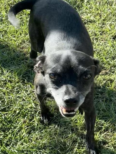 Aggie, a Chihuahua, available for adoption