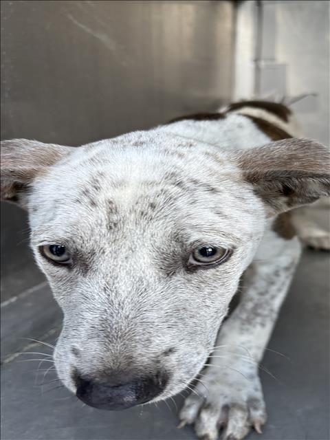 A035147, a Pointer (mix breed), available for adoption