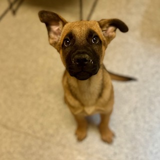 Cooper, a German Shepherd, available for adoption