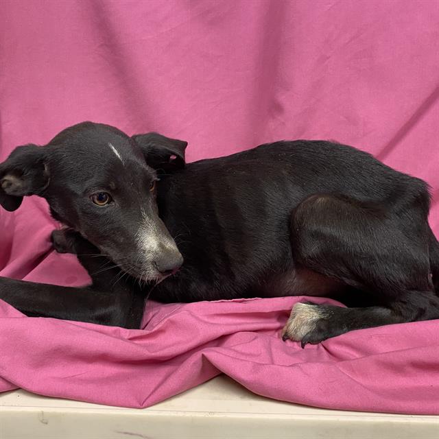 Lunar, a Border Collie, available for adoption