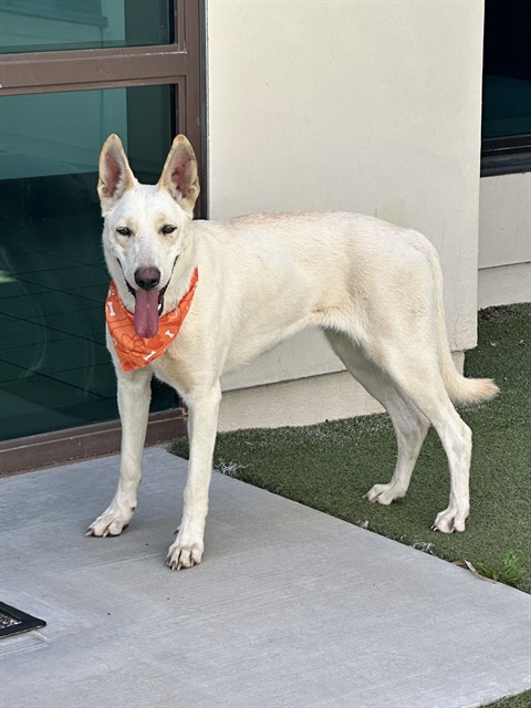 Ellen, a Carolina Dog, available for adoption