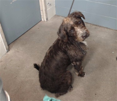 Terry, a Terrier, available for adoption