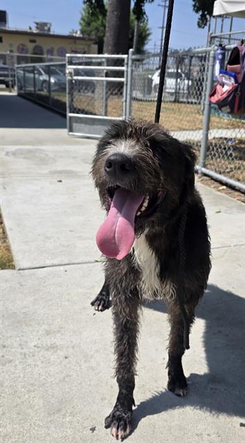 Terry, a Terrier, available for adoption