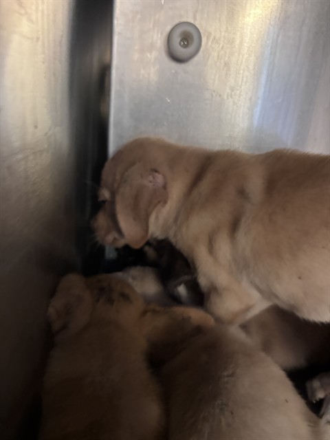 Pico, a Pit Bull Terrier (mix breed), available for adoption