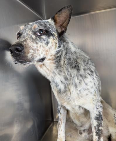 Cisco, a Australian Cattle Dog/Blue Heeler, available for adoption