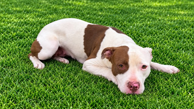 Keisha, a Bullmastiff, available for adoption